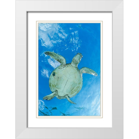 ThAc worm White Modern Wood Framed Art Print with Double Matting by Melesan, Serge