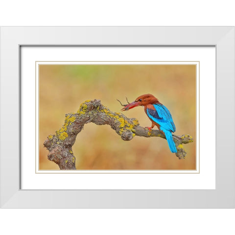 White Throated Kingfisher White Modern Wood Framed Art Print with Double Matting by Manusevich, David