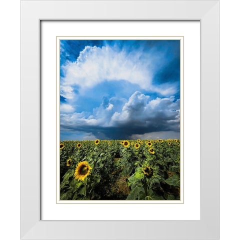Sunflower storm White Modern Wood Framed Art Print with Double Matting by Trush, Sergey