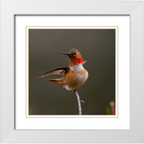 Hummingbird White Modern Wood Framed Art Print with Double Matting by Huang, Johnson