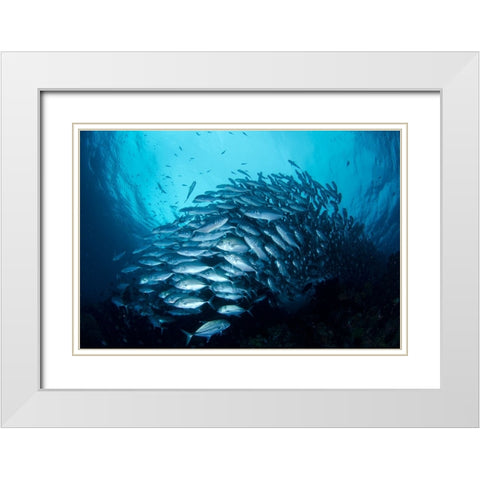 Crevalle Jack Fish White Modern Wood Framed Art Print with Double Matting by Y Lin, Ryan