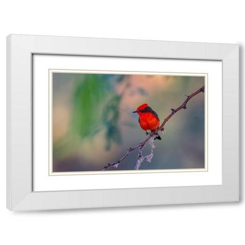 Vermilion Flycatcher White Modern Wood Framed Art Print with Double Matting by Xu, Jian
