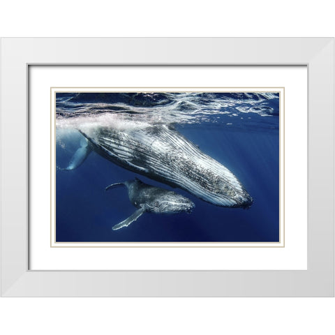 Humpback Whales White Modern Wood Framed Art Print with Double Matting by Peneau, Cedric