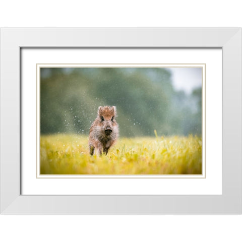 The Wild Boar (Sus Scrofa) White Modern Wood Framed Art Print with Double Matting by Rozehnal, Jan