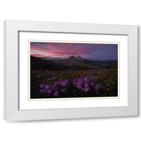 Blooming Wildflower At Mt. St Helens White Modern Wood Framed Art Print with Double Matting by Jacobs, Lydia