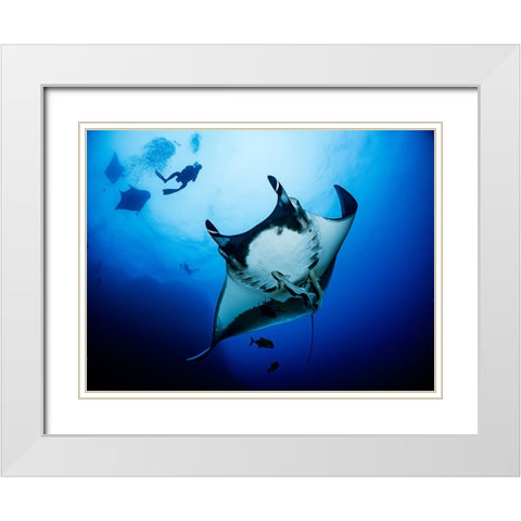 Isla Socorro White Modern Wood Framed Art Print with Double Matting by Ichinoseki, Sayaka