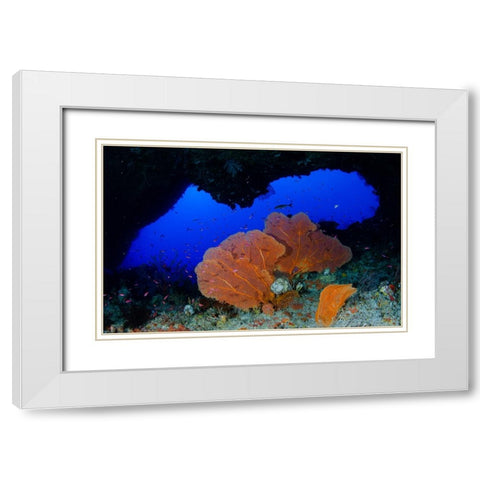 Red Sea Fan White Modern Wood Framed Art Print with Double Matting by Y Lin, Ryan