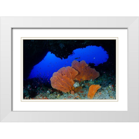Red Sea Fan White Modern Wood Framed Art Print with Double Matting by Y Lin, Ryan