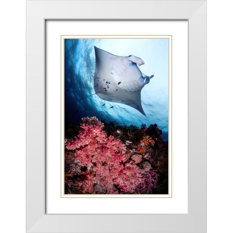Manta and reef White Modern Wood Framed Art Print with Double Matting by Peneau, Cedric