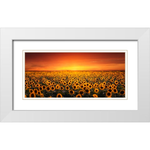 Sunset On Sunflower Field White Modern Wood Framed Art Print with Double Matting by Seo, Tiger