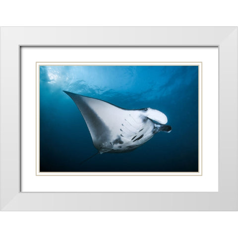 Majestic Manta White Modern Wood Framed Art Print with Double Matting by Peneau, Cedric