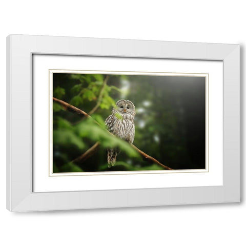 Ural Owl White Modern Wood Framed Art Print with Double Matting by Svestka, Jiri
