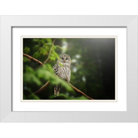 Ural Owl White Modern Wood Framed Art Print with Double Matting by Svestka, Jiri