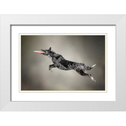 Disc Dog White Modern Wood Framed Art Print with Double Matting by Casado Gutierrez, Paula