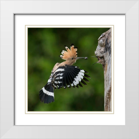 Feeding White Modern Wood Framed Art Print with Double Matting by Helsen, Eddy