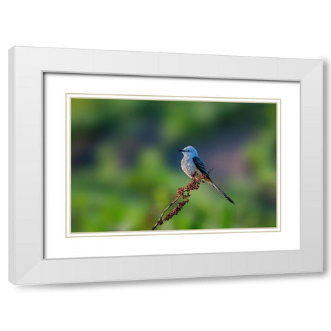 Scissor Tailed Flycatcher White Modern Wood Framed Art Print with Double Matting by Xu, Jian