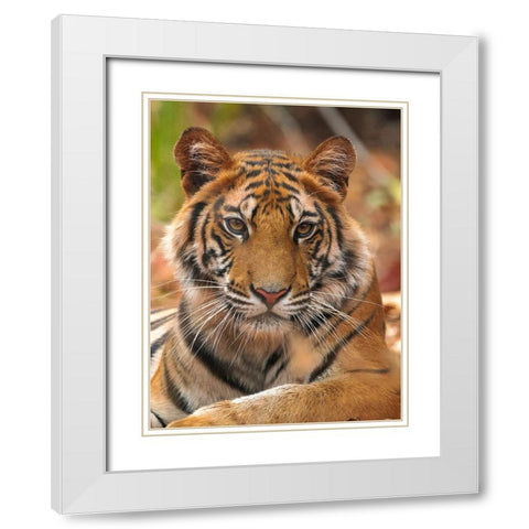 The Tiger Portrait White Modern Wood Framed Art Print with Double Matting by Sethi, Sumangal