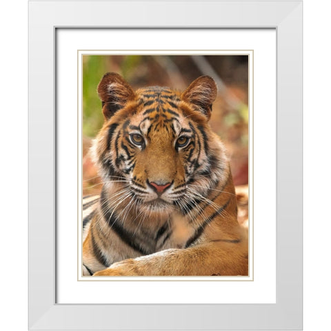 The Tiger Portrait White Modern Wood Framed Art Print with Double Matting by Sethi, Sumangal