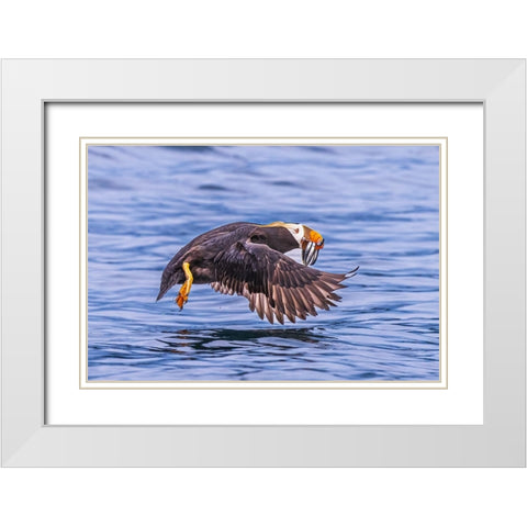 Q...Teach A Puffin To Fish.... White Modern Wood Framed Art Print with Double Matting by C. Sink, Jeffrey