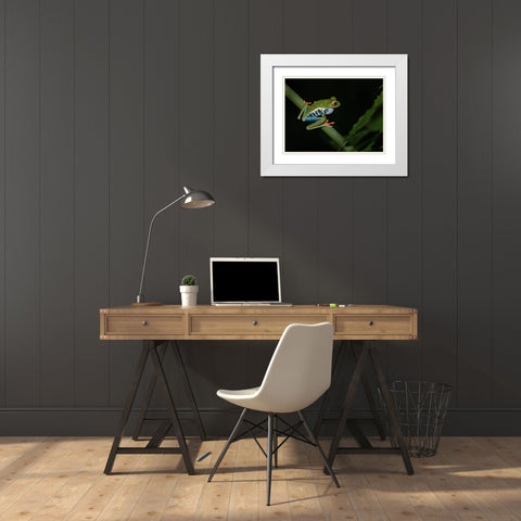 Red-Eyed Tree Frog White Modern Wood Framed Art Print with Double Matting by Zhang, Xiaohong