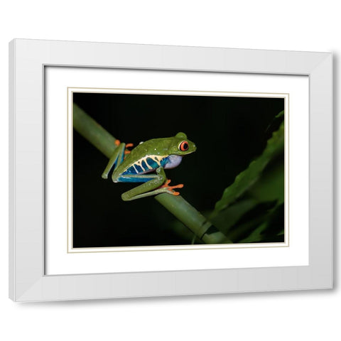 Red-Eyed Tree Frog White Modern Wood Framed Art Print with Double Matting by Zhang, Xiaohong