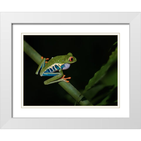 Red-Eyed Tree Frog White Modern Wood Framed Art Print with Double Matting by Zhang, Xiaohong