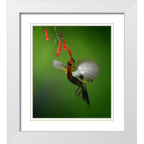 Sunbird 2 White Modern Wood Framed Art Print with Double Matting by Muliani Hartojo, Angela
