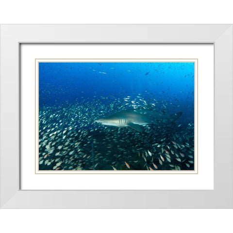 Sand Tiger Shark And Fish White Modern Wood Framed Art Print with Double Matting by Y Lin, Ryan