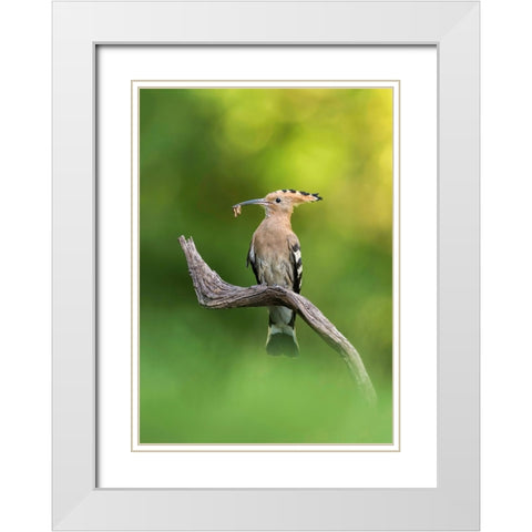 Hoopoe White Modern Wood Framed Art Print with Double Matting by Helsen, Eddy