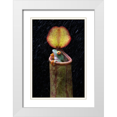 The Frog And Nepenthes White Modern Wood Framed Art Print with Double Matting by Setiadi, Ajar