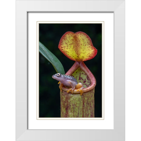 The Frog And Nepentes 2 White Modern Wood Framed Art Print with Double Matting by Setiadi, Ajar