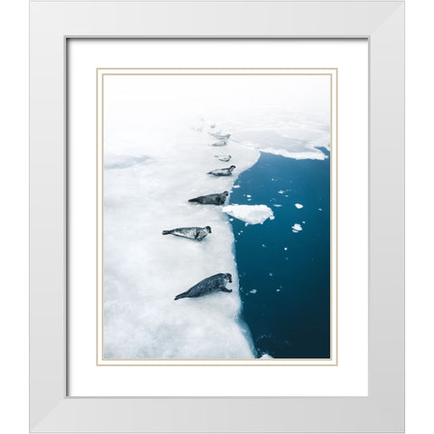 Seal Gang White Modern Wood Framed Art Print with Double Matting by Ziomek, Witold