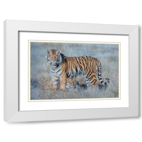 Two Tigers White Modern Wood Framed Art Print with Double Matting by Li, Min