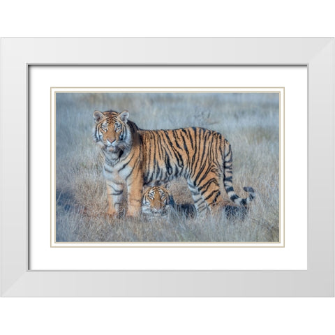 Two Tigers White Modern Wood Framed Art Print with Double Matting by Li, Min