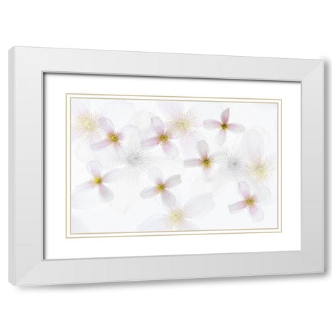 Clematis Art White Modern Wood Framed Art Print with Double Matting by Van Krimpen, Brigitte