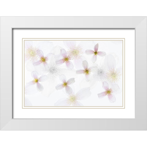 Clematis Art White Modern Wood Framed Art Print with Double Matting by Van Krimpen, Brigitte
