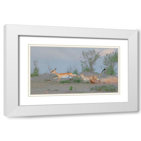 Cheetah Hunting White Modern Wood Framed Art Print with Double Matting by Xu, Sheila