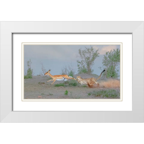 Cheetah Hunting White Modern Wood Framed Art Print with Double Matting by Xu, Sheila