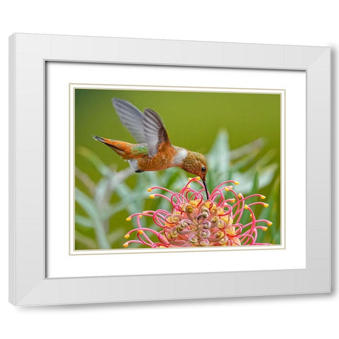 Hummingbird And Grevillea Flower White Modern Wood Framed Art Print with Double Matting by Huang, Xiaojian