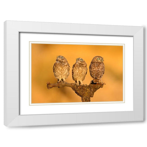 Trio (2) White Modern Wood Framed Art Print with Double Matting by Rudaeff, Pablo