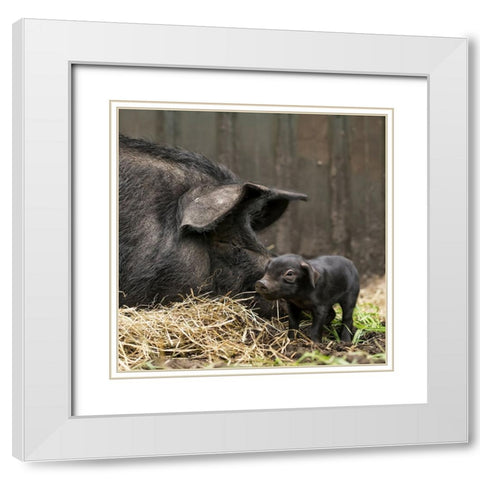 Tiny White Modern Wood Framed Art Print with Double Matting by Van Den, Gert