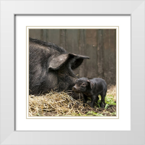 Tiny White Modern Wood Framed Art Print with Double Matting by Van Den, Gert