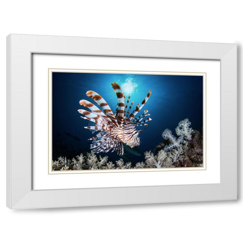 Lionfish White Modern Wood Framed Art Print with Double Matting by Peneau, Cedric
