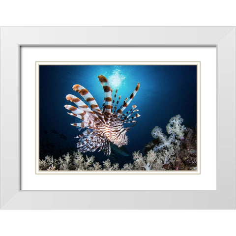 Lionfish White Modern Wood Framed Art Print with Double Matting by Peneau, Cedric