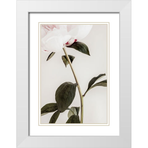 Peony 09 White Modern Wood Framed Art Print with Double Matting by 1x Studio III