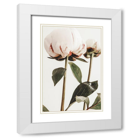 Peony 24 White Modern Wood Framed Art Print with Double Matting by 1x Studio III