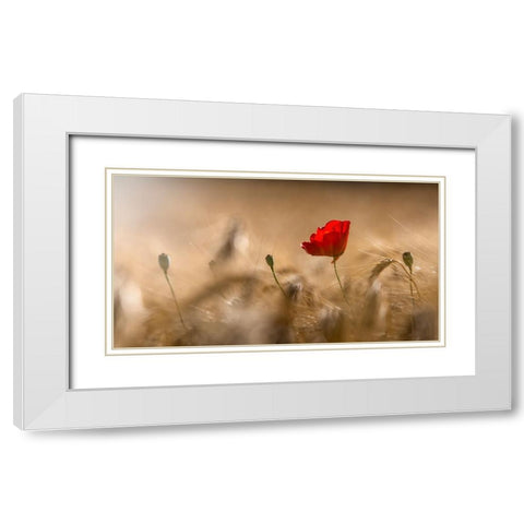 Poppy White Modern Wood Framed Art Print with Double Matting by Coenders, Chris