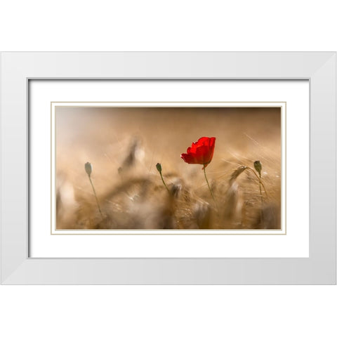 Poppy White Modern Wood Framed Art Print with Double Matting by Coenders, Chris