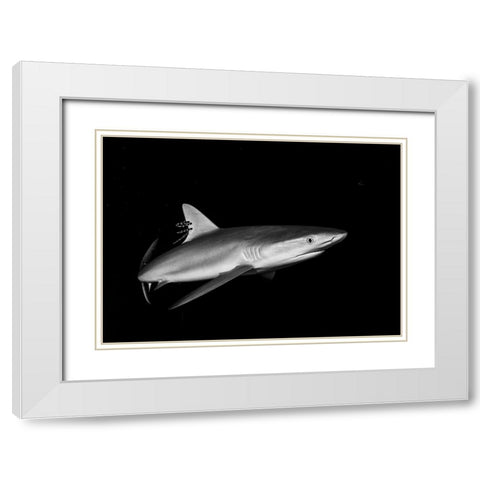 Shark In The Caribbean White Modern Wood Framed Art Print with Double Matting by Ichinoseki, Sayaka