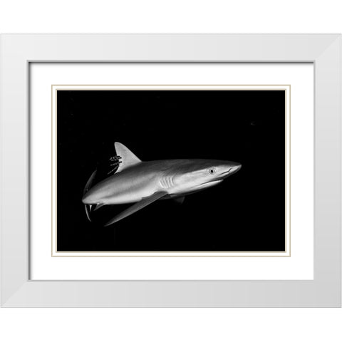 Shark In The Caribbean White Modern Wood Framed Art Print with Double Matting by Ichinoseki, Sayaka